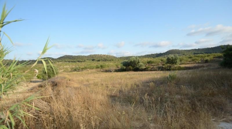 Alicante - Orihuela - 17000m2