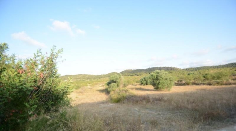 Alicante - Orihuela - 17000m2