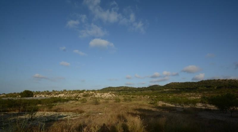 Alicante - Orihuela - 17000m2