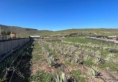 Xalet independent amb terreny en venda a la España, Santa Lucía de Tirajana, ref.: TR293263 foto