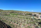 Xalet independent amb terreny en venda a la España, Santa Lucía de Tirajana, ref.: TR293263 foto