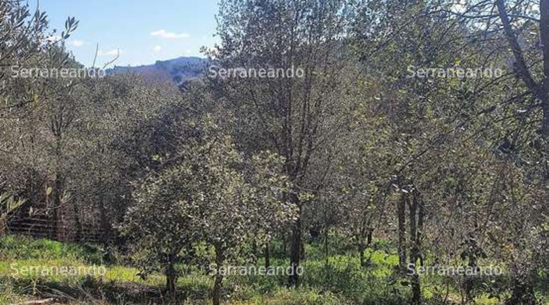Huelva - Galaroza - 3128m2