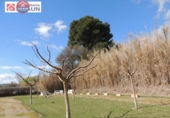 Non-developable land for sale on España, Peralta, ref: TR116469 photo