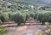 Chalet independiente con terreno en venta en la España, Saleres, ref: TR296557 foto
