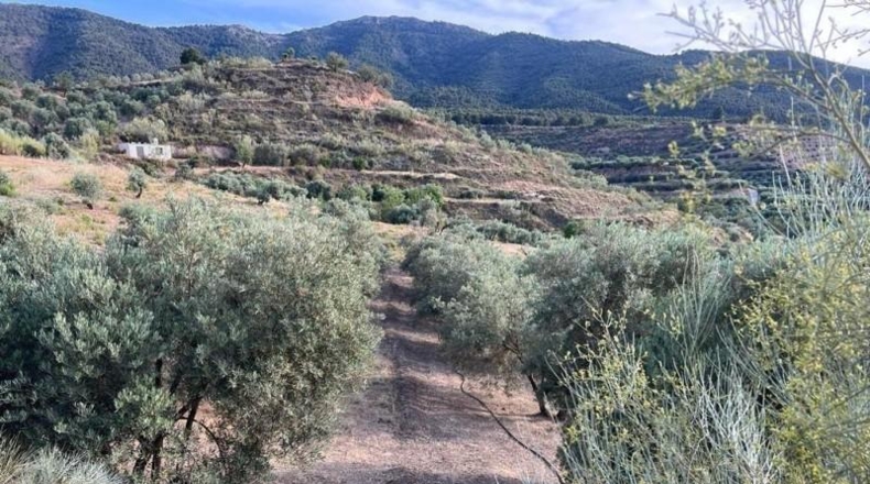Granada - Píñar - 20000m2