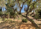Sòl urbà en venda a la España, la Torre de Claramunt, ref.: TR271498 foto