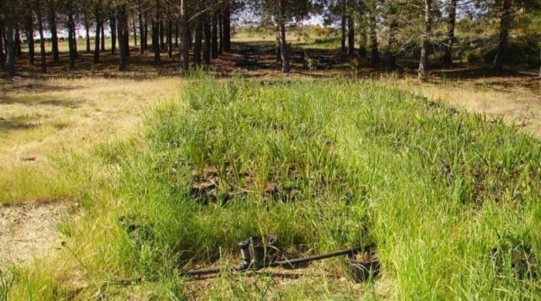 Gerona - Garriguella - 18000m2
