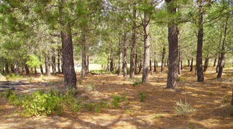 Gerona - Garriguella - 18000m2