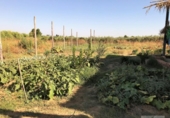 Отдельно стоящий дом с участком на продажу в городе Rociana del Condado Фото
