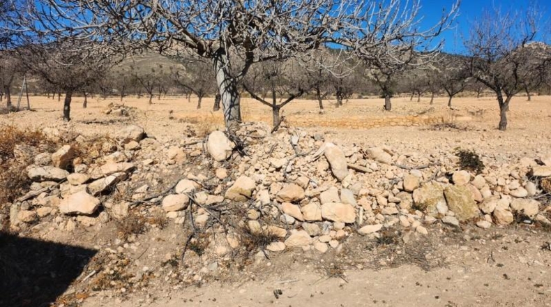 Murcia - Jumilla - 7000m2