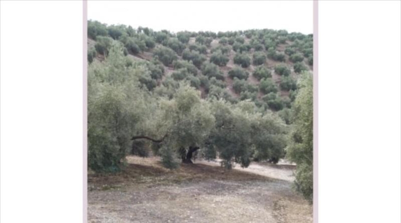 Córdoba - Rute - 15000m2