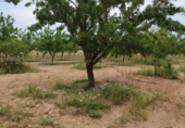 Non-developable land for sale on España, Alcázar de San Juan, ref: TR282617 photo