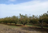 Non-developable land for sale on España, Benissanet, ref: TR125860 photo