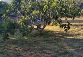 Terreno no urbanizable en venta en la España, Candeleda, ref: TR126892 foto