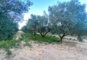 Xalet independent amb terreny en venda a la España, Masdenverge, ref.: TR302890 foto