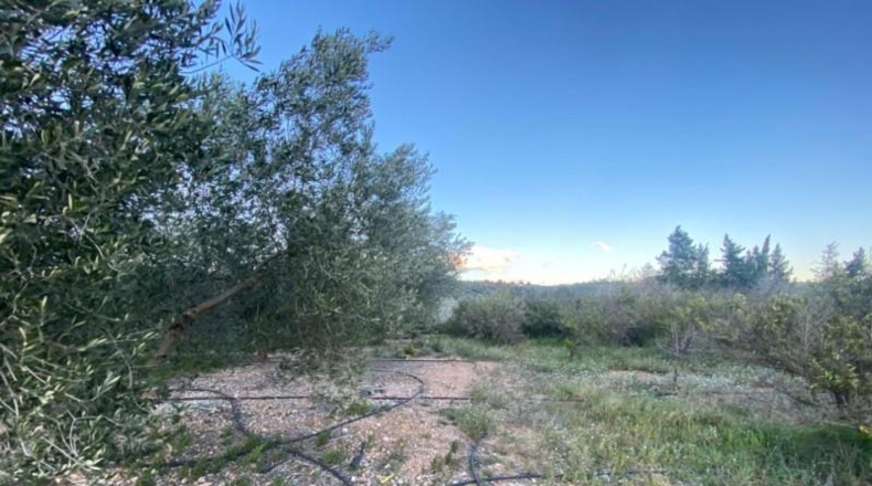 Tarragona - Masdenverge - 12202m2