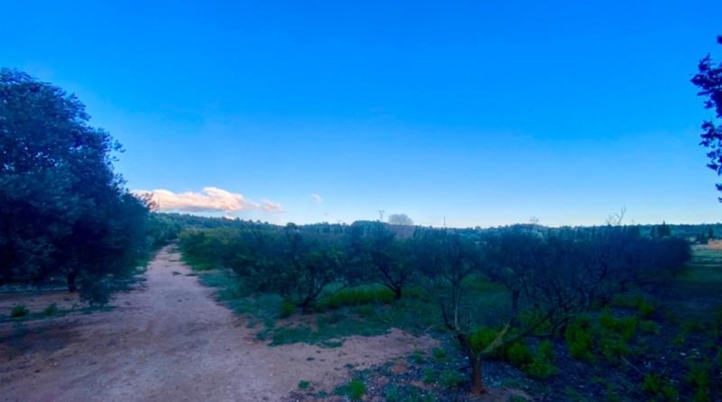 Tarragona - Masdenverge - 12202m2