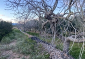 Xalet independent amb terreny en venda a la España, Masdenverge, ref.: TR302890 foto