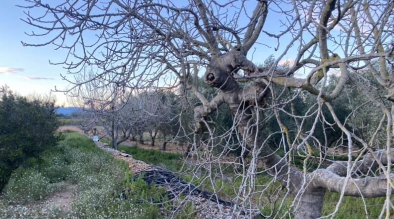 Tarragona - Masdenverge - 12202m2