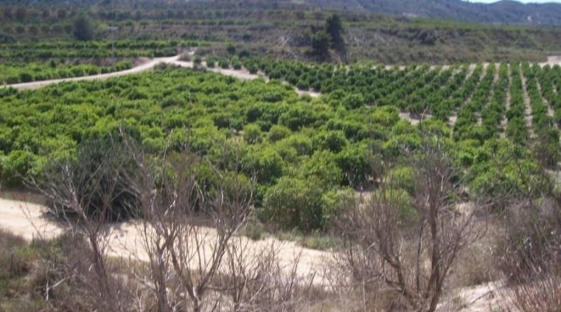 Alicante - Orihuela - 12000m2