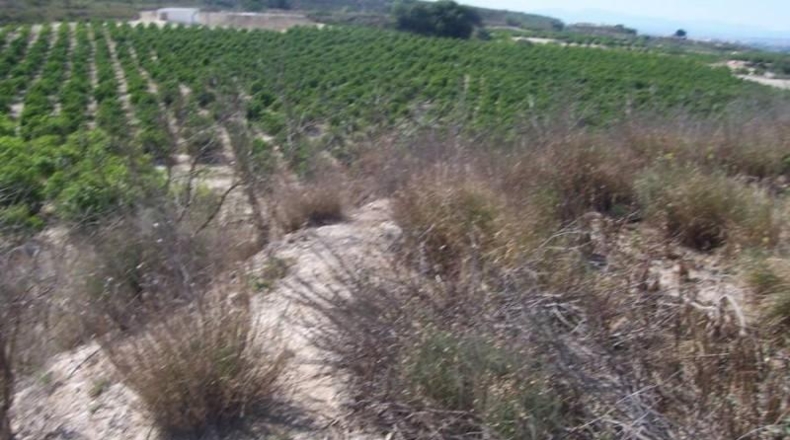 Alicante - Orihuela - 12000m2