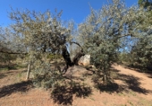 Non-developable land for sale on España, Ulldecona, ref: TR345628 photo
