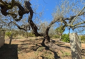Non-developable land for sale on España, Ulldecona, ref: TR345628 photo