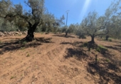 Non-developable land for sale on España, Ulldecona, ref: TR345628 photo