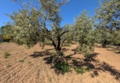 Non-developable land for sale on España, Ulldecona, ref: TR345628 photo
