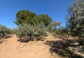 Non-developable land for sale on España, Ulldecona, ref: TR345628 photo