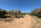 Non-developable land for sale on España, Ulldecona, ref: TR345628 photo