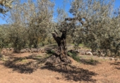 Non-developable land for sale on España, Ulldecona, ref: TR345628 photo
