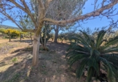 Non-developable land for sale on España, Ulldecona, ref: TR345628 photo