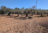 Non-developable land for sale on España, Ulldecona, ref: TR345628 photo