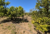 Non-developable land for sale on España, Ulldecona, ref: TR345628 photo