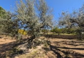 Non-developable land for sale on España, Ulldecona, ref: TR345628 photo