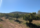 Non-developable land for sale on España, Ulldecona, ref: TR345628 photo