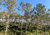 Land suitable for development for sale on España, Castelldefels, ref: TR263601 photo
