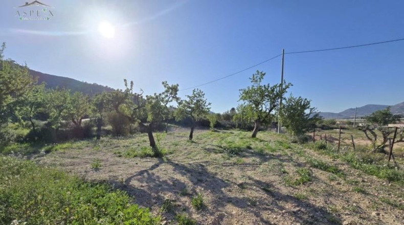 Alicante - Aspe - 12800m2