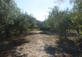 Non-developable land for sale on España, Ontinyent, ref: TR118135 photo