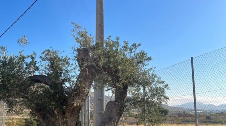 Alicante - el Fondó dels Frares - 4904m2