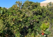 Sòl urbà en venda a la España, Calafell, ref.: TR231243 foto