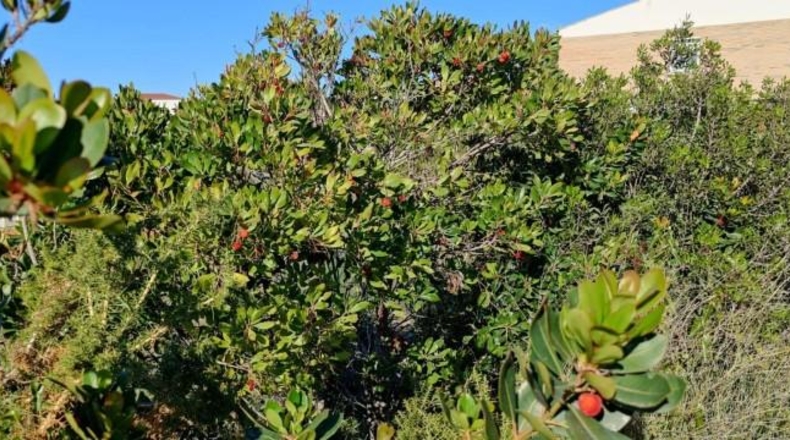 Tarragona - Calafell - 630m2