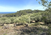 Non-developable land for sale on España, l'Ametlla de Mar, ref: TR130484 photo