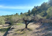 Non-developable land for sale on España, l'Ametlla de Mar, ref: TR130484 photo