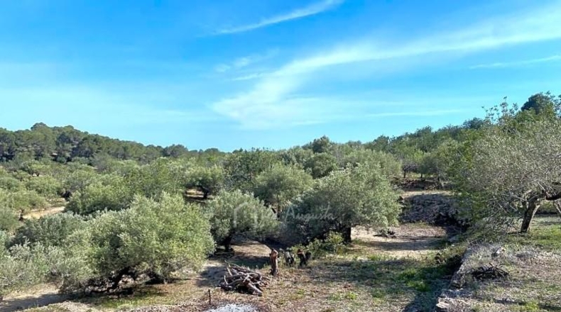 Tarragona - l'Ametlla de Mar - 24489m2