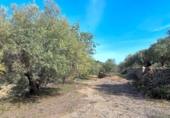 Non-developable land for sale on España, l'Ametlla de Mar, ref: TR130484 photo