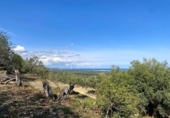 Non-developable land for sale on España, l'Ametlla de Mar, ref: TR130484 photo