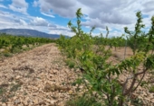 Non-developable land for sale on España, Pinoso, ref: TR130710 photo