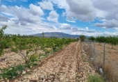 Non-developable land for sale on España, Pinoso, ref: TR130710 photo